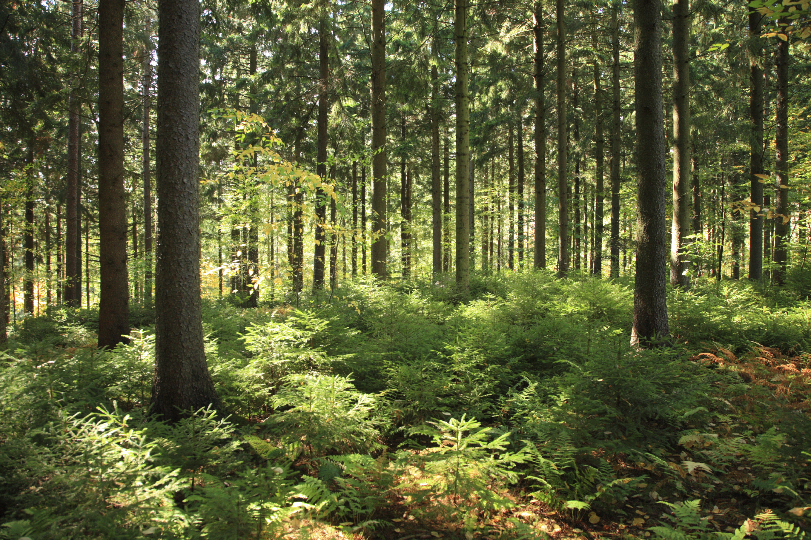 interno di una foresta