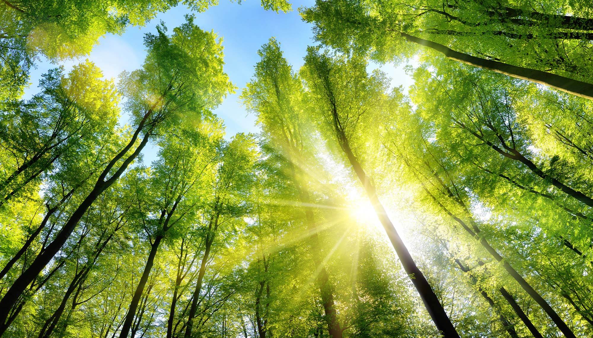 alberi visti dal basso verso l'alto