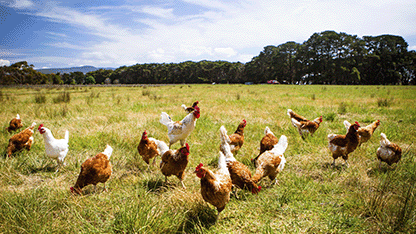 galline che brucano l'erba